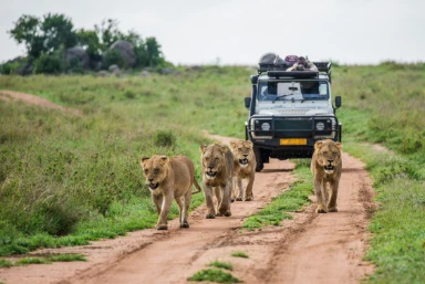 Kenya & Tanzania Safari