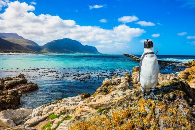 Cape Town, Garden Route and Safari