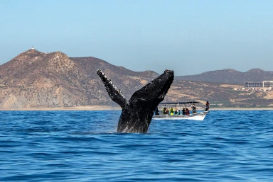Things to do in Maui