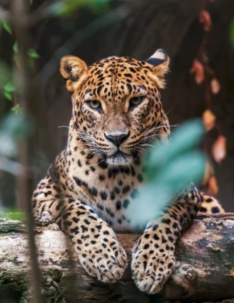 Sri Lanka Holidays