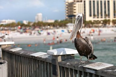 Florida Gulf Coast